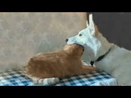 Cats Vs Dogs